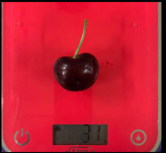THE HEAVIEST CHERRY IN THE WORLD