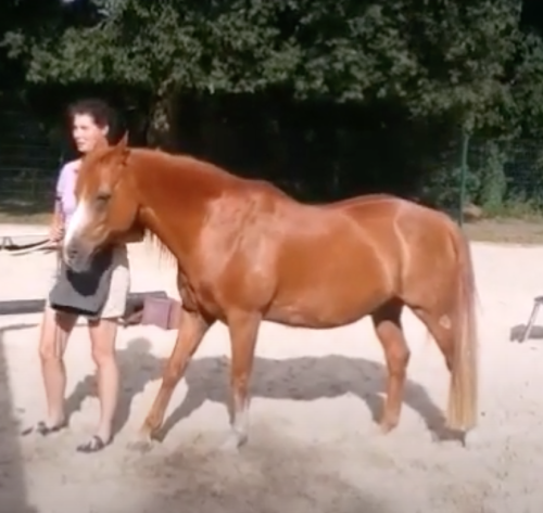 Most Tricks Performed By a Horse in One Minute