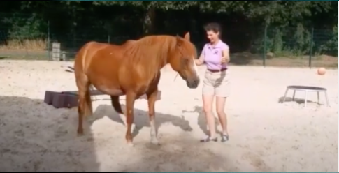 Most Tricks Performed By a Horse in One Minute
