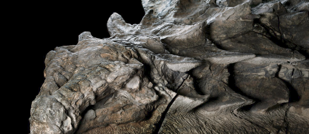 Shockingly lifelike dinosaur fossil makes
