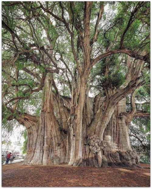 The Tule tree in Oaxaca, Mexico, is the tree with the largest trunk diameter in the world