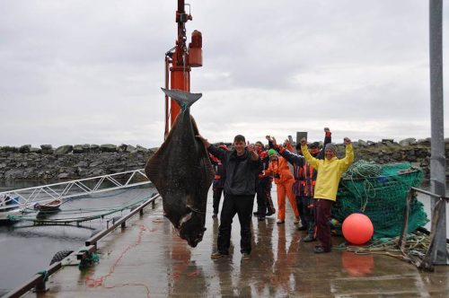 The biggest halibut fish ever caught