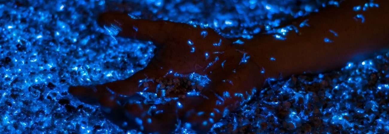 The country with the most bioluminescent bays in the world