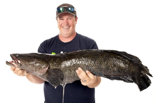 World Record for Snakehead Fish Caught in the USA