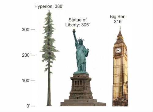 World's largest tree